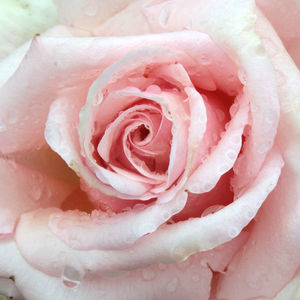 Онлайн магазин за рози - Чайно хибридни рози  - жълт - Pоза Дайминт Джубили - дискретен аромат - Еугенс С. - Отвесен компактен храст.